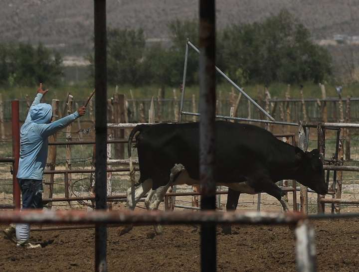 Gusano barrenador: mueren tres mujeres mayores, una en la Península de Yucatán
