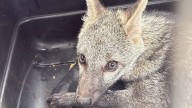 Un zorro cangrejero es el nuevo integrante reincorporado a nuestros ecosistemas : CARDER