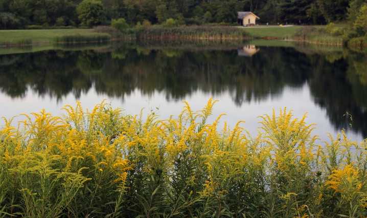Native plants offer a fall color palette with ecological benefits