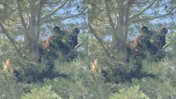 Oso trepa un árbol en Agua Prieta, Sonora