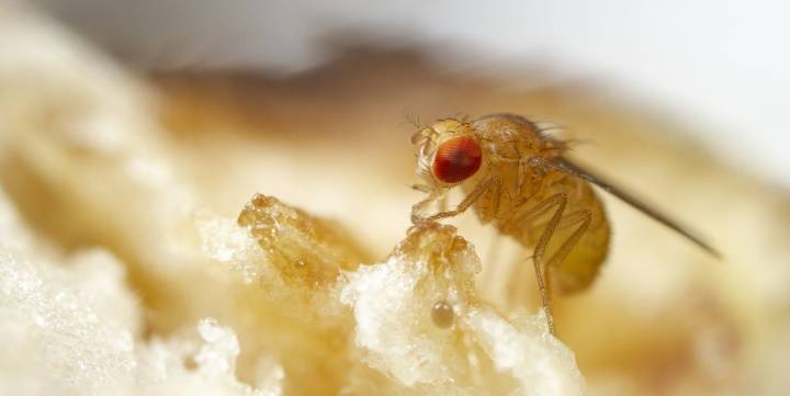Take These Steps to Get Rid of Fruit Flies Completely