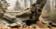 Grove of giant sequoia trees burns in California's Sierra National Forest