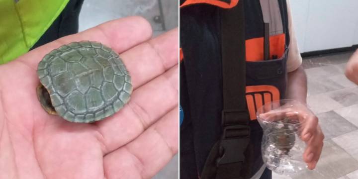 Rescatan a tortuga en la línea 2 del Metro de la CDMX