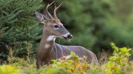 Hunters beware: Kentucky experiencing statewide disease outbreak in deer