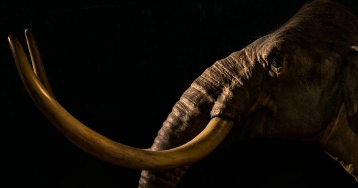 DNA from 1 million years ago found in woolly mammoth remains
