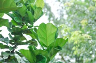 Why you might be surprised that your fiddle leaf fern can flourish outside