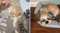 Recuperan en Ciudad Juárez a “Coquito”, Perrito con Reporte de Robo en Estados Unidos