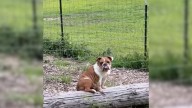 New York Family Finds Mysterious Dog Waiting By Their Goat Fence And Realizes Why She Came to Them