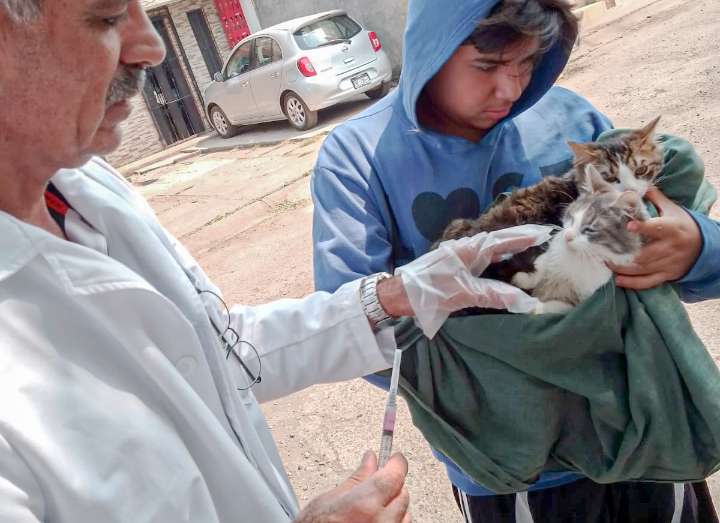 Invitan a prevenir rabia en mascotas y alistan jornada de vacunación en Guadalajara; AQUÍ la f...