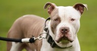 Girl, 10, died after being attacked by family's XL bully dog at home, inquest hears