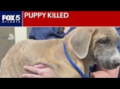 Puppy thrown from car dies