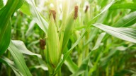 Grow These Companion Herbs With Corn For The Most Successful Harvest