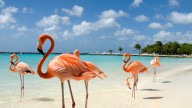 Cuál es la mejor época para visitar Aruba y vivir unas vacaciones de ensueño