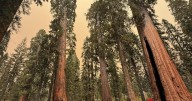 Garnet fire, burning near sequoias, turns 'dynamic,' scorches 10,000 more acres