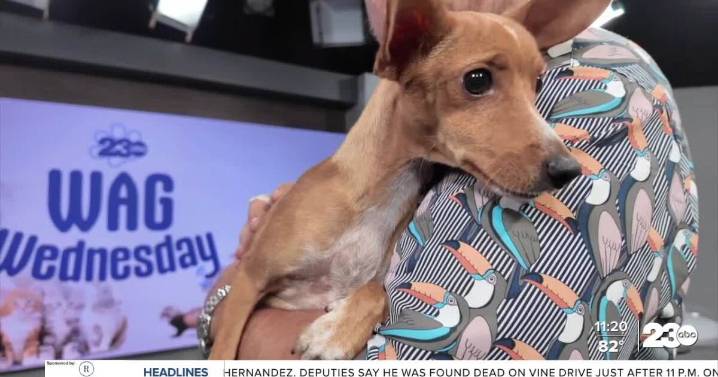 Wag Wednesday: Meet Becky from Bakersfield Animal Care Center