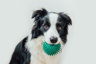 Dogs with Large Vocabularies Can Understand Category Words, Not Just Names