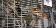 Blue Mounds dog breeder accused of 300+ violations, fined $55K as investigations continue