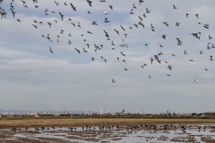 La Albufera de Valencia recibe hasta 1,5 toneladas de pesticidas al año, según un estudio