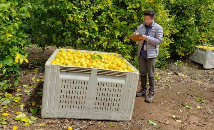 State officials issue new citrus quarantine in northern San Diego County