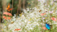 The Ornamental Edible Plant You Can Grow In Fall & Winter That Pollinators Love
