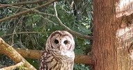 For the Birds: Wednesday Morning Visitor