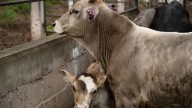 México, Sin Cumplir Protocolos Adecuados para Frenar Gusano Barrenador; “Es Inaceptable”: EUA