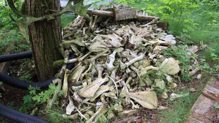 Owner of wildlife facility near Haines now faces felony animal cruelty charges