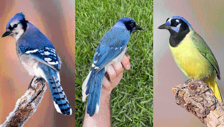 First Known Wild Hybrid Of A Blue And Green Jay Spotted In Texas. Meet The "Grue Jay"