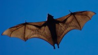Flying Foxes: The World's Biggest Bat And The Largest Mammal Capable Of True Flight