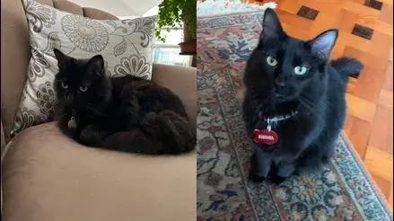 San Isidro: familia pide ayuda para encontrar a su gata Bárbara