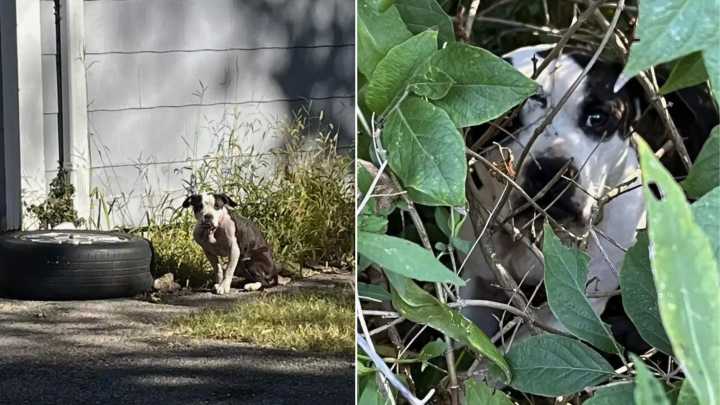 Missouri Pup Hiding In The Woods Slowly Opens Up To Rescuer’s Gentle Approach