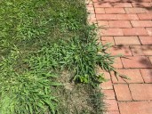 To prevent crabgrass, maintain a healthy lawn