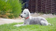 Estas son las 9 razas de perro más raras del mundo: Uno tiene "doble nariz"