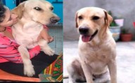 Se busca a "Limón": perro perdido en el barrio 25 de Mayo de La Banda
