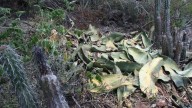 Roban agave de la Reserva de la Biosfera para hacer mezcal
