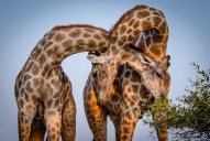 Jirafas enamoradas en un mundo exagerado