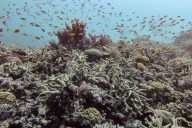 Reef Madness: A Baseless Coral Panic