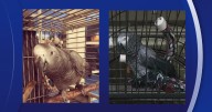 Ybor City pet owner hopes for safe return of her Congo African Grey Parrot