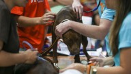 Feria de vacunación de mascotas mañana en Toa Baja – NotiCel 