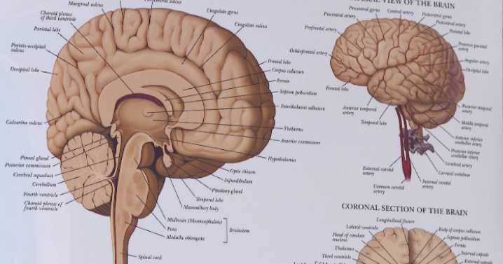 Autism and acetaminophen: what the science says