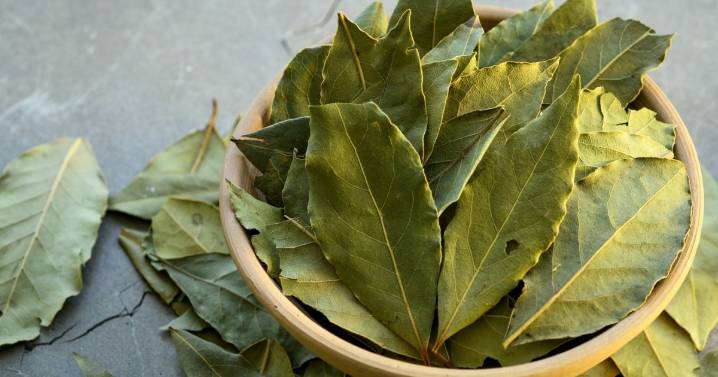 Ritual con laurel para atraer fortuna en primavera: cómo hacerlo y qué significa 