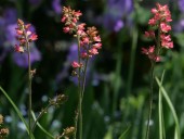 GARDENING: Garden needs refresh after hot summer