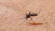 Louisville health officials warn of 'concerning' rise in West Nile virus