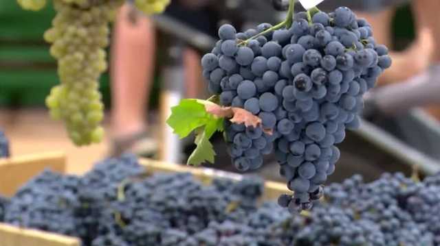 Lodi Grape Festival celebrates decades of tradition
