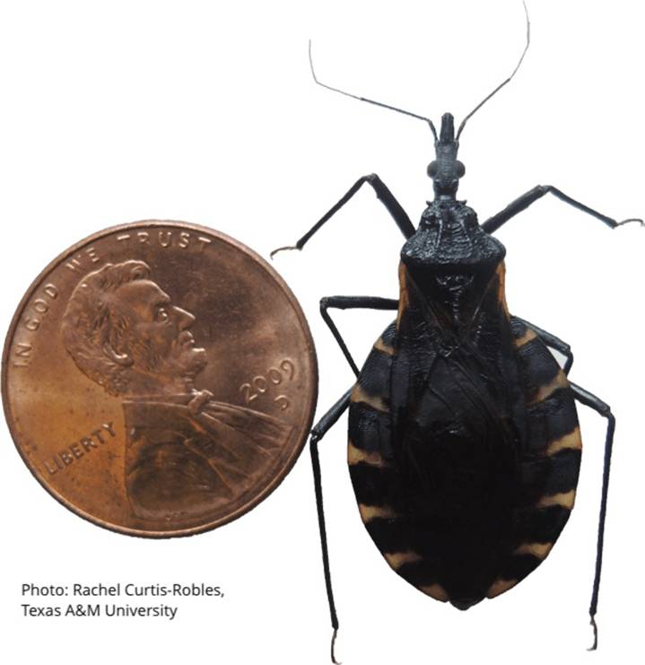 What to know about Chagas disease: Are ‘kissing bugs’ headed to N.Y.?