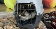 Glasgow cat 'abandoned' in carrier near Tesco supermarket as investigation launched