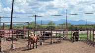 ¿Casos de Gusano Barredor de Ganado en Puebla? Implementan Cerco Zoosanitario en la Sierra Negra