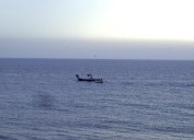 Ecologistas: contaminación del pescado UE por PFAS no permite retrasar controles a 2039