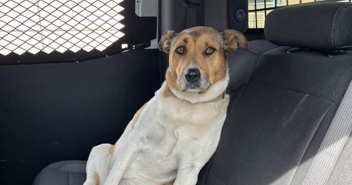Storey County Sheriff's Office looks to reunite found dog with its owner