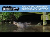 Florida gator encounter and more